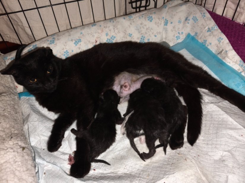 Krmivo pro útulek: Srdcem pro chlupáče z.s. - Zvolte balení: 550,- Kč / 100 ks Krmiva