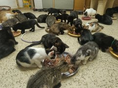 Krmivo pro útulek: Kočka pro tebe z.s.