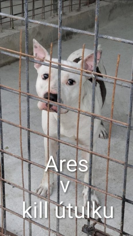 Krmivo pro útulek: Andělé zvířat bez hranic z.s. (pejsci) - Zvolte balení: Pejsci, Zvolte částku pro pejsky: 1100,- Kč / 140 ks Krmiva