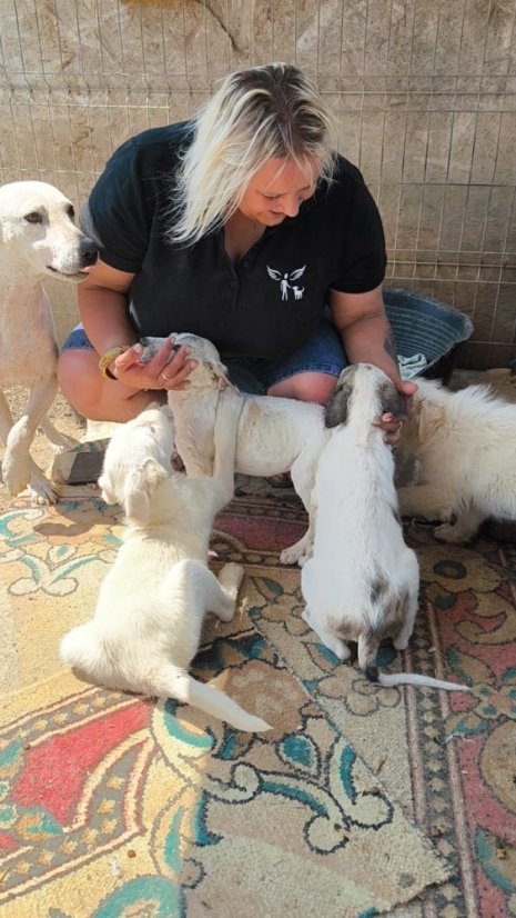 Krmivo pro útulek: Andělé zvířat bez hranic z.s. (pejsci) - Zvolte balení: Pejsci, Zvolte částku pro pejsky: 1100,- Kč / 140 ks Krmiva