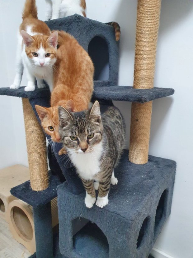 Krmivo pro útulek: Kočičí domov Sissi