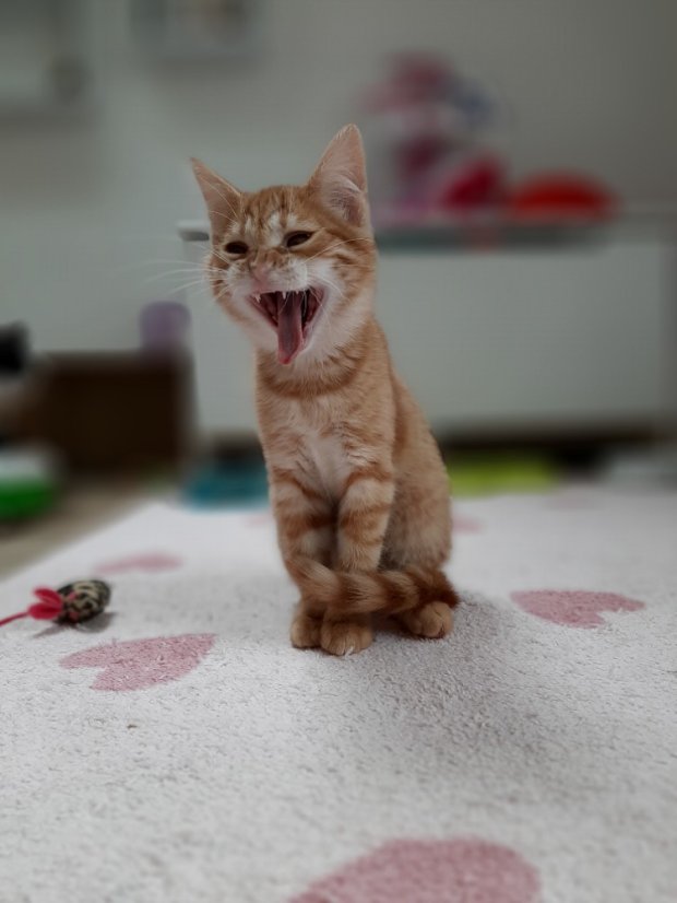 Krmivo pro útulek: Charitativní zvířecí spolek Agátka, z.s. - Zvolte balení: 3300,- Kč / 600 ks Krmiva