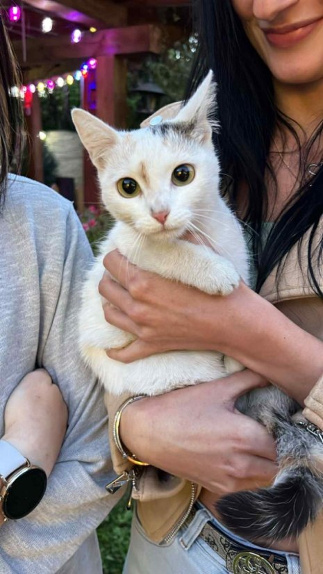 Krmivo pro útulek: Srdcem pro chlupáče z.s. - Zvolte balení: 550,- Kč / 100 ks Krmiva