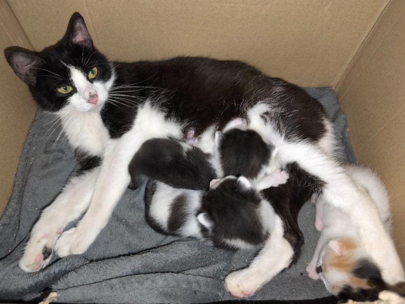 Krmivo pro útulek: Srdcem pro chlupáče z.s. - Zvolte balení: 550,- Kč / 100 ks Krmiva