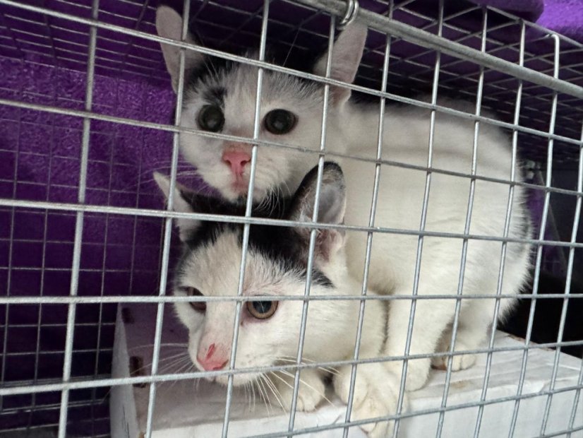 Krmivo pro útulek: Kočičiny z.s. - Zvolte balení: 550,- Kč / 100 ks Krmiva