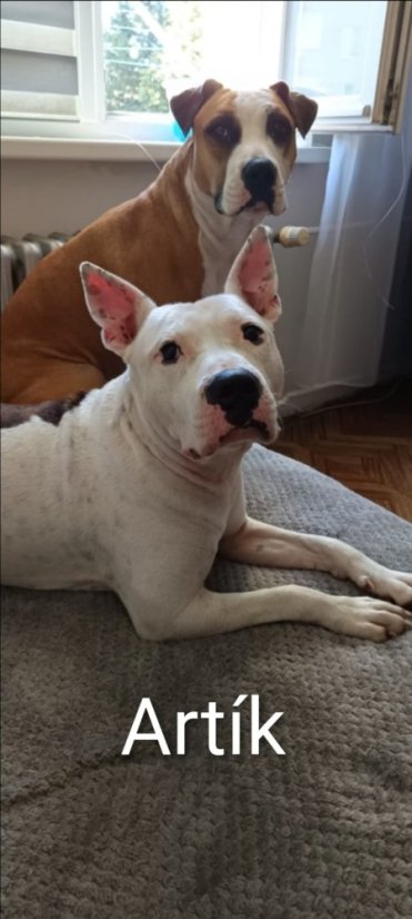 Krmivo pro útulek: Andělé zvířat bez hranic z.s. (pejsci) - Zvolte balení: Pejsci, Zvolte částku pro pejsky: 1100,- Kč / 140 ks Krmiva