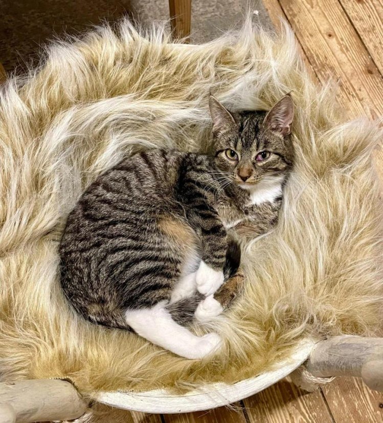 Krmivo pro útulek: Srdce pro zvířata z.s. - Zvolte balení: 1650,- Kč / 300 ks Krmiva