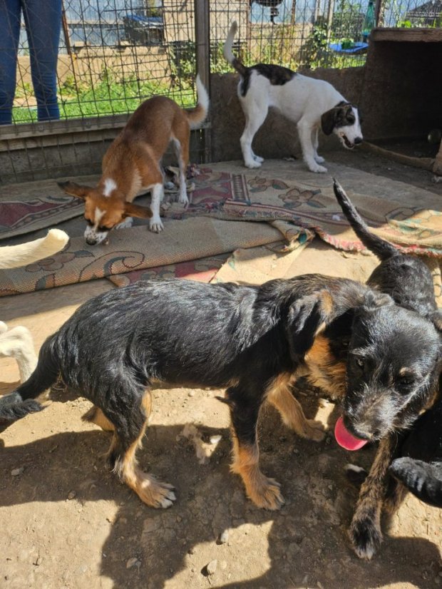 Krmivo pro útulek: Andělé zvířat bez hranic z.s. (pejsci) - Zvolte balení: Pejsci, Zvolte částku pro pejsky: 1100,- Kč / 140 ks Krmiva