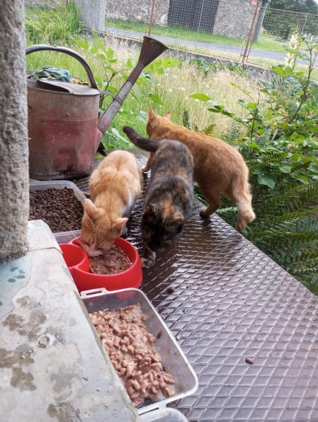 Krmivo pro útulek: Kočičiny z.s. - Zvolte balení: 550,- Kč / 100 ks Krmiva