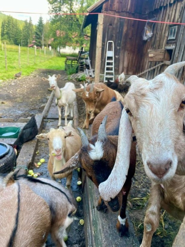 Krmivo pro útulek: Srdce pro zvířata z.s. - Zvolte balení: 1650,- Kč / 300 ks Krmiva