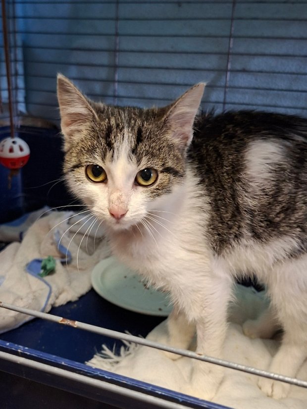 Krmivo pro útulek: Život pro kočky, z. s. - Zvolte balení: 3025,- Kč / 550 ks Krmiva