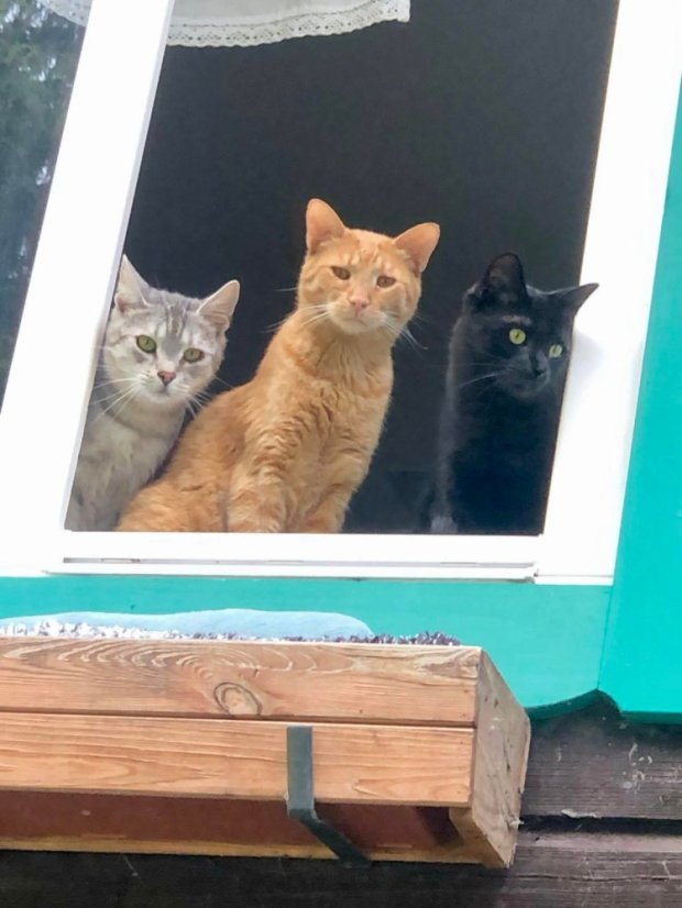 Krmivo pro útulek: Srdce pro zvířata z.s. - Zvolte balení: 1650,- Kč / 300 ks Krmiva