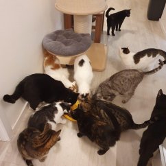 Krmivo pro útulek: Kočičí domov Sissi