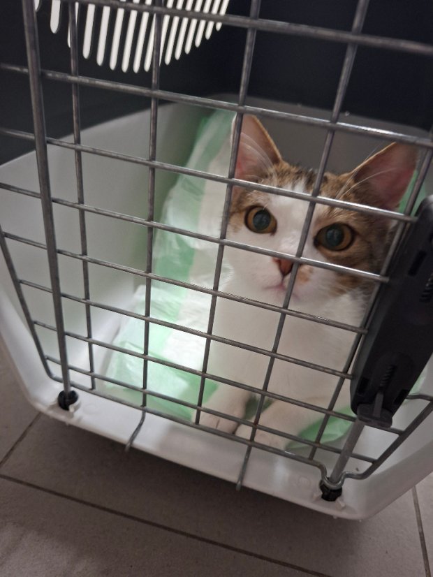 Krmivo pro útulek: Život pro kočky, z. s. - Zvolte balení: 3025,- Kč / 550 ks Krmiva