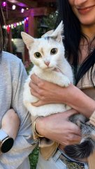 Krmivo pro útulek: Srdcem pro chlupáče z.s.