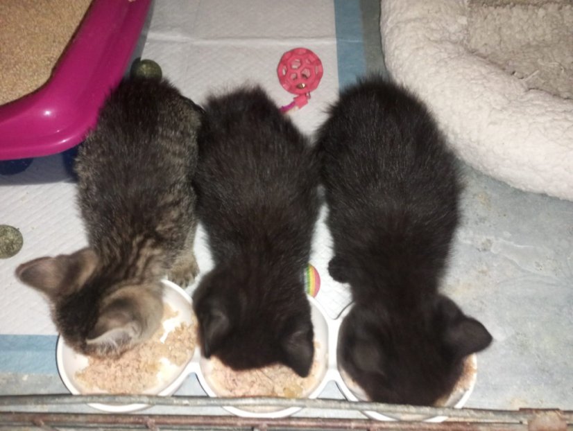 Krmivo pro útulek: Kočičiny z.s. - Zvolte balení: 550,- Kč / 100 ks Krmiva