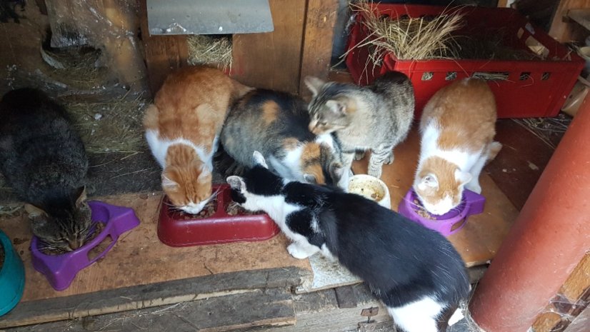 Krmivo pro útulek: Příbramské kočky, z. s. - Zvolte balení: 1650,- Kč / 300 ks Krmiva