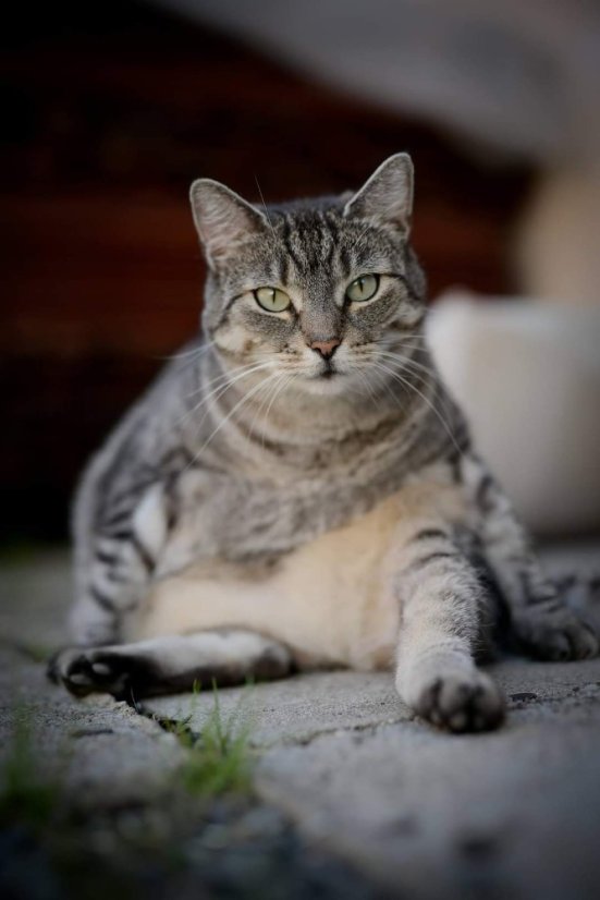 Krmivo pro útulek: Charitativní zvířecí spolek Agátka, z.s. - Zvolte balení: 3300,- Kč / 600 ks Krmiva