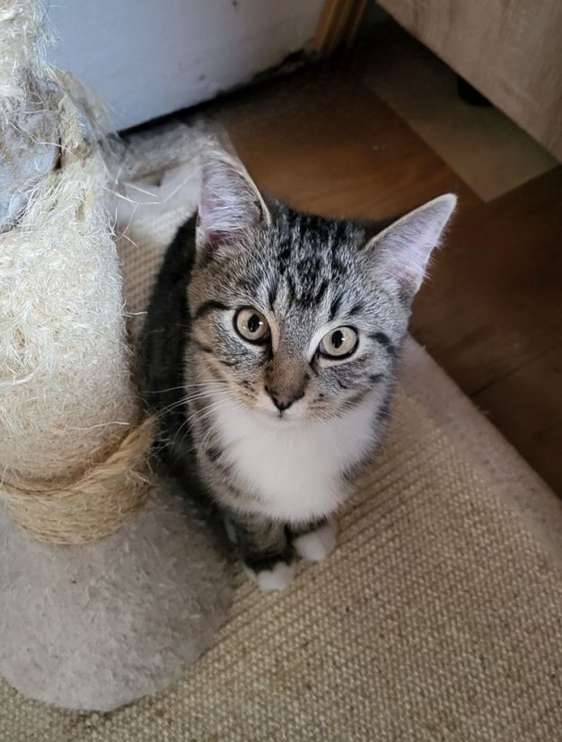 Krmivo pro útulek: Kočičí štěstí, z.s. - Zvolte balení: 5500,- Kč / 1000 ks Krmiva