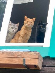 Krmivo pro útulek: Srdce pro zvířata z.s.