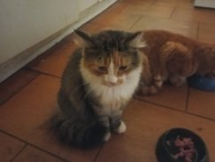 Krmivo pro útulek: Kočičiny z.s.