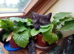 Krmivo pro útulek: Opuštěné kočky Polička z.s.