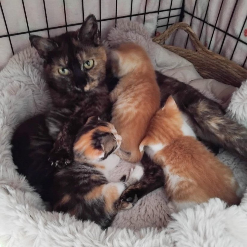 Krmivo pro útulek: Kočičí domov Sissi