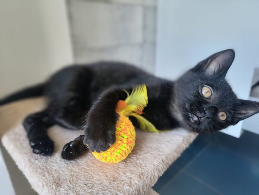 Krmivo pro útulek: Kočičí štěstí, z.s. - Zvolte balení: 5500,- Kč / 1000 ks Krmiva