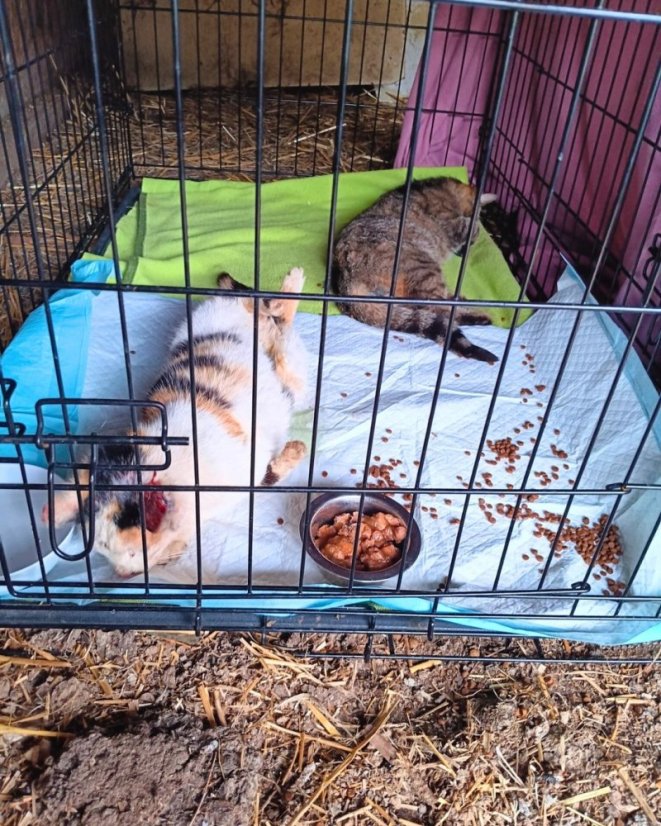 Krmivo pro útulek: Kočičí domov Sissi