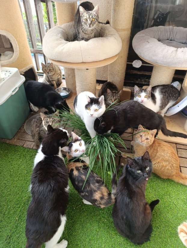 Krmivo pro útulek: Kočičí štěstí, z.s. - Zvolte balení: 5500,- Kč / 1000 ks Krmiva