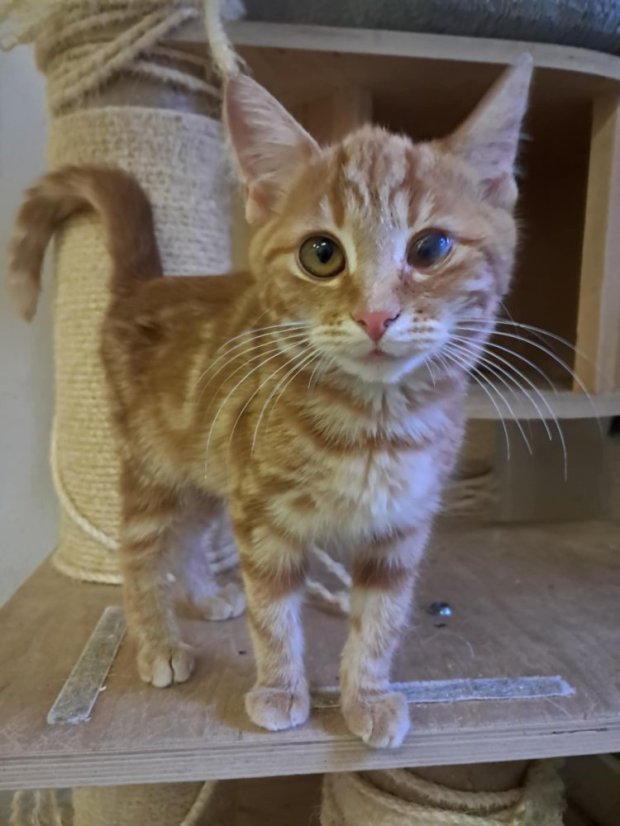 Krmivo pro útulek: Kočka pro tebe z.s. - Zvolte balení: 3300,- Kč / 600 ks Krmiva