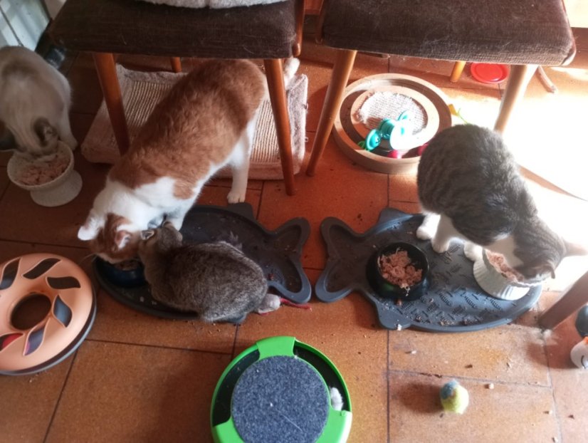 Krmivo pro útulek: Kočičiny z.s. - Zvolte balení: 550,- Kč / 100 ks Krmiva