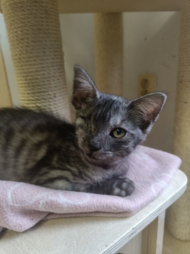 Krmivo pro útulek: Kočka pro tebe z.s. - Zvolte balení: 3300,- Kč / 600 ks Krmiva