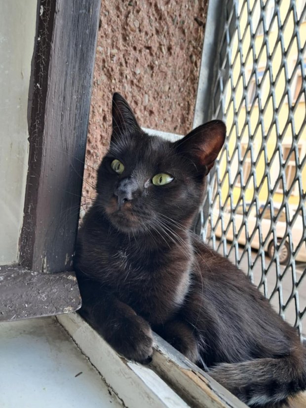 Krmivo pro útulek: Kočka pro tebe z.s. - Zvolte balení: 3300,- Kč / 600 ks Krmiva