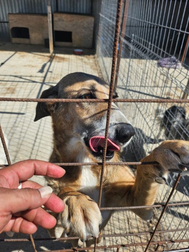 Krmivo pro útulek: Andělé zvířat bez hranic z.s. (pejsci) - Zvolte balení: Pejsci, Zvolte částku pro pejsky: 1100,- Kč / 140 ks Krmiva