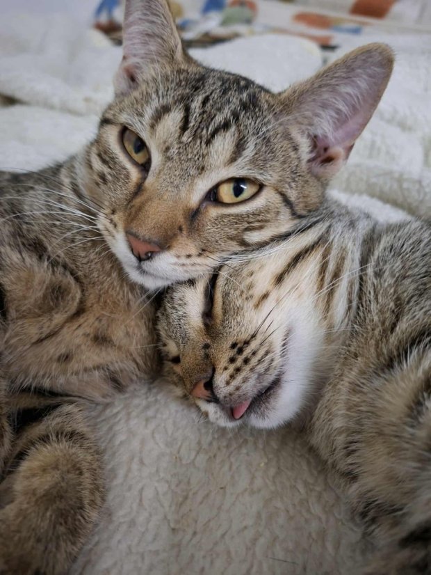 Krmivo pro útulek: Kočka pro tebe z.s. - Zvolte balení: 3300,- Kč / 600 ks Krmiva