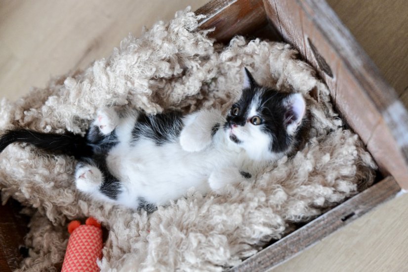 Krmivo pro útulek: Charitativní zvířecí spolek Agátka, z.s. - Zvolte balení: 3300,- Kč / 600 ks Krmiva