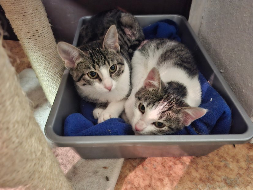 Krmivo pro útulek: Život pro kočky, z. s. - Zvolte balení: 3025,- Kč / 550 ks Krmiva