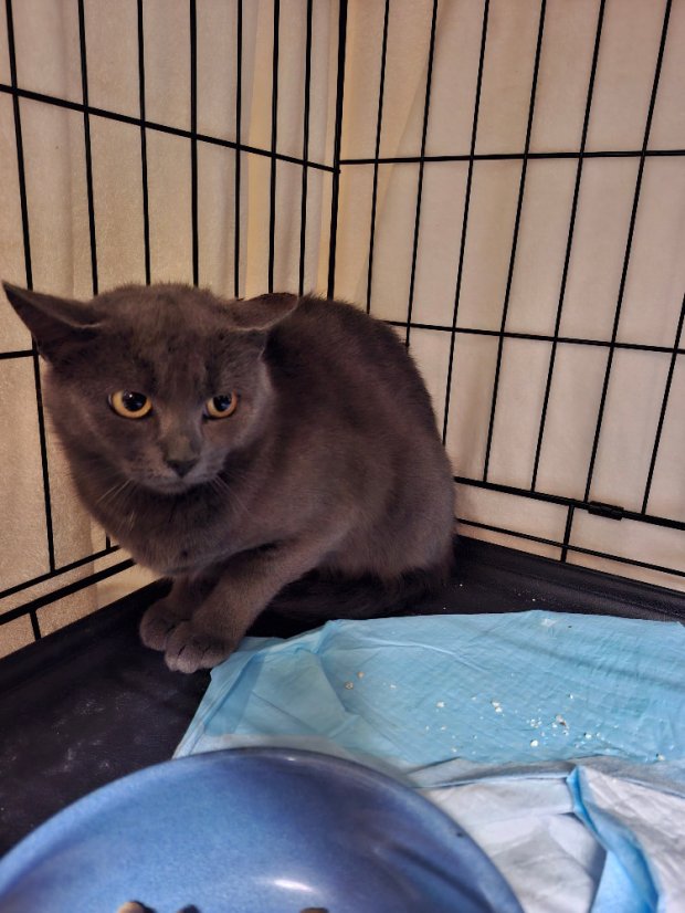 Krmivo pro útulek: Život pro kočky, z. s. - Zvolte balení: 3025,- Kč / 550 ks Krmiva