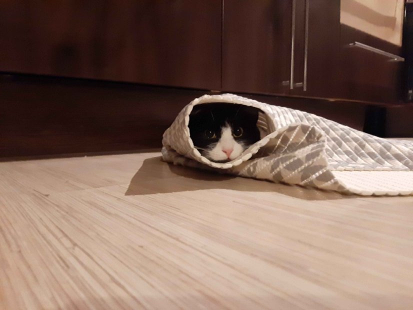 Krmivo pro útulek: Charitativní zvířecí spolek Agátka, z.s. - Zvolte balení: 3300,- Kč / 600 ks Krmiva