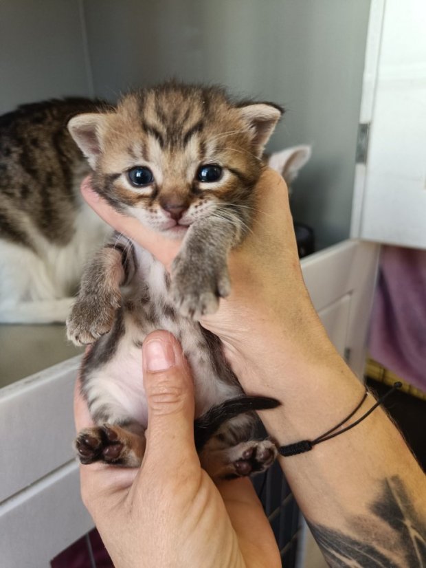 Krmivo pro útulek: Kočka pro tebe z.s. - Zvolte balení: 3300,- Kč / 600 ks Krmiva