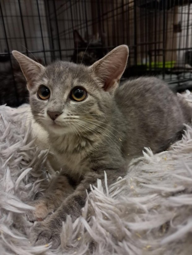 Krmivo pro útulek: Kočka pro tebe z.s. - Zvolte balení: 3300,- Kč / 600 ks Krmiva