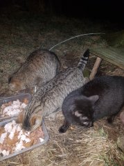 Krmivo pro útulek: Příbramské kočky, z. s.