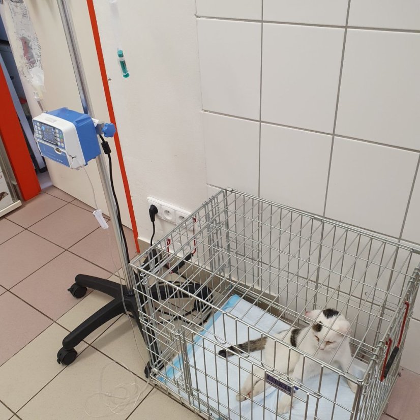 Krmivo pro útulek: Kočičí domov Sissi