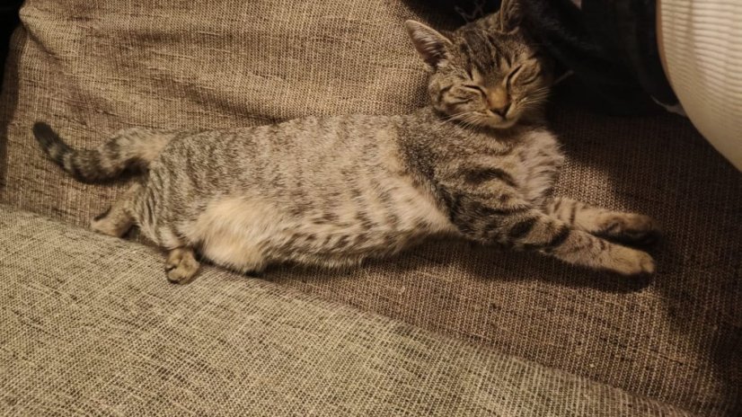 Krmivo pro útulek: Kočičí štěstí, z.s. - Zvolte balení: 5500,- Kč / 1000 ks Krmiva