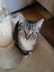 Krmivo pro útulek: Kočičí štěstí, z.s.