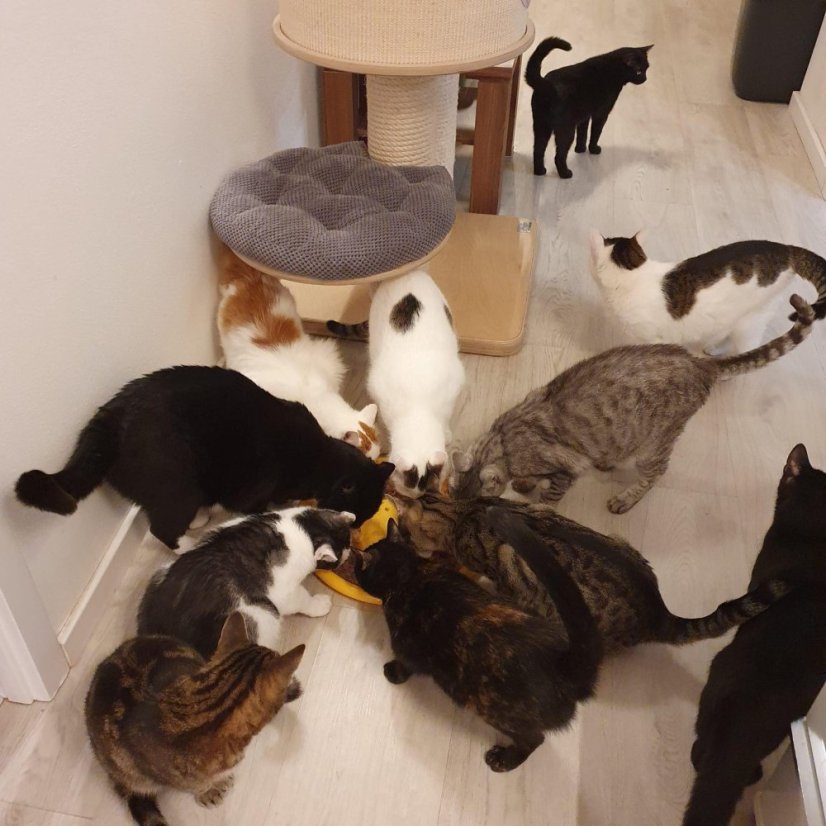 Krmivo pro útulek: Kočičí domov Sissi