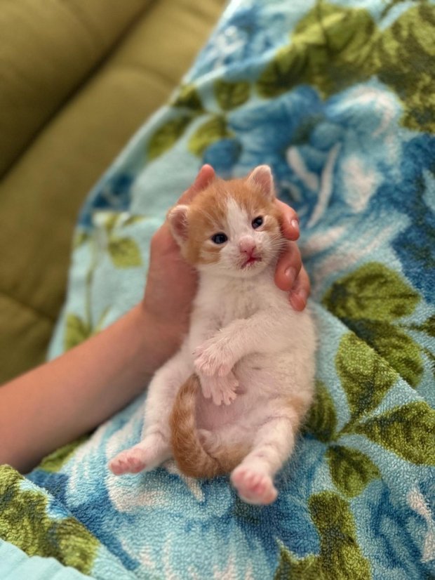 Krmivo pro útulek: Kočičiny z.s. - Zvolte balení: 550,- Kč / 100 ks Krmiva