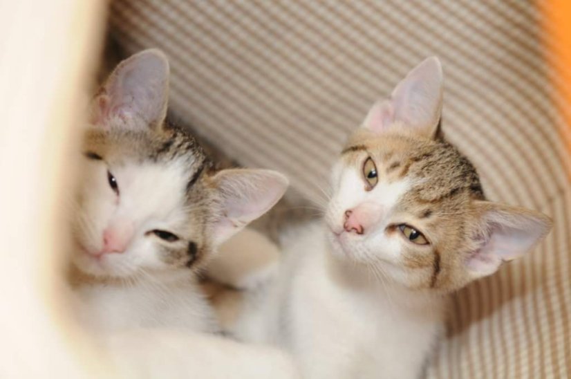 Krmivo pro útulek: Charitativní zvířecí spolek Agátka, z.s. - Zvolte balení: 3300,- Kč / 600 ks Krmiva