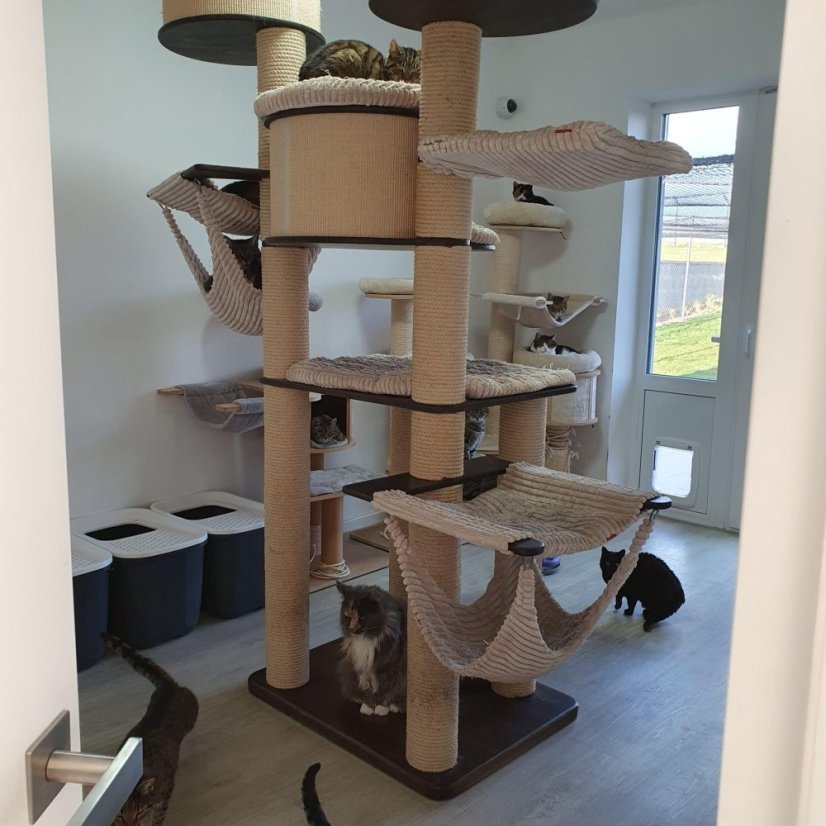 Krmivo pro útulek: Kočičí domov Sissi